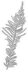 Cratoneuropsis relaxa, habit. Drawn from T.W.N. Beckett 471, CHR 621716, C.D. Meurk s.n., 27 Nov. 1970, CHR 481321, and T.W.N. Beckett 507, CHR 621717.
 Image: R.C. Wagstaff © Landcare Research 2014 